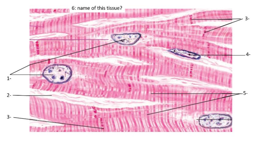 cardiac muscle tissue labeled diagram