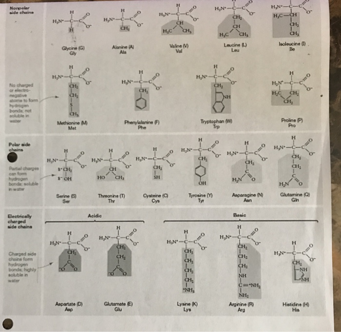 Hydrophobic amino acids polarity lostloced