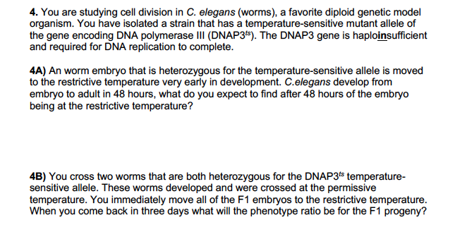 Solved 4. You are studying cell division in C. elegans | Chegg.com