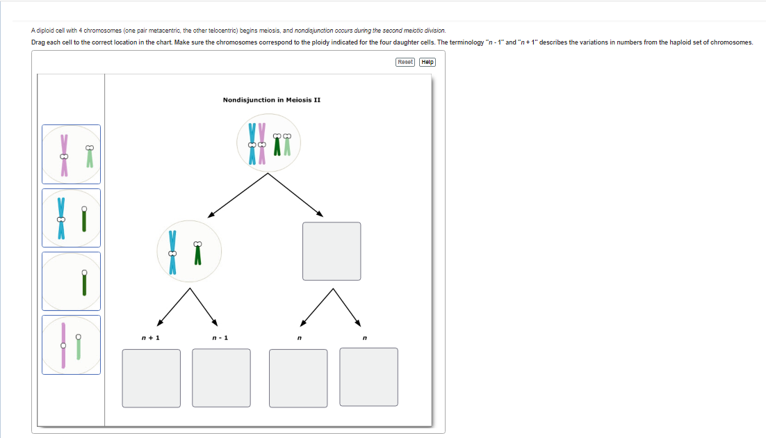 Solved A Diploid Cell With 4 Chromosomes (one Pair | Chegg.com