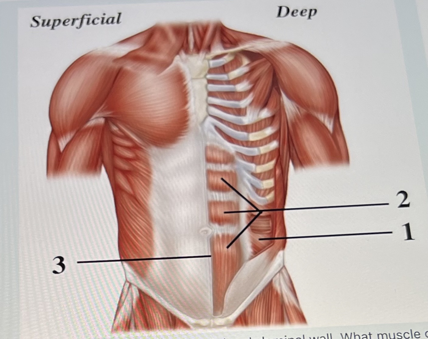 Muscles Of Anterior Trunk