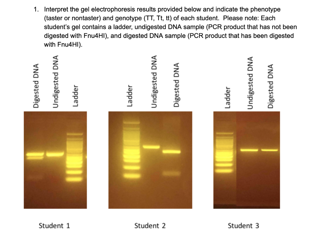 solved-1-interpret-the-gel-electrophoresis-results-provided-chegg