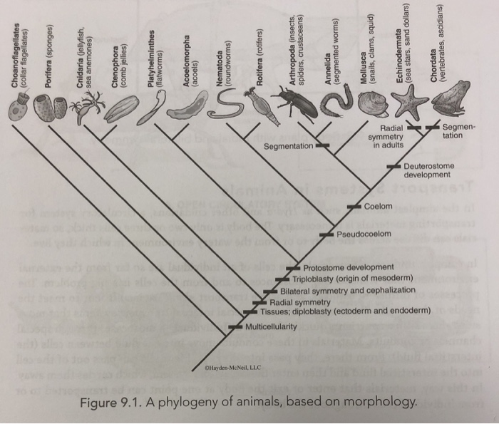 Phylogenetic Tree Animals