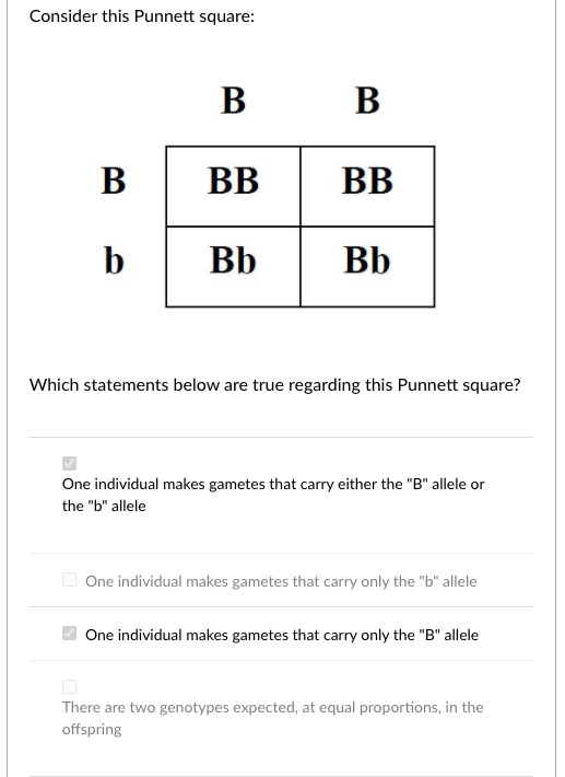 Solved Consider This Punnett Square: B B B BB BB B Bb Bb | Chegg.com