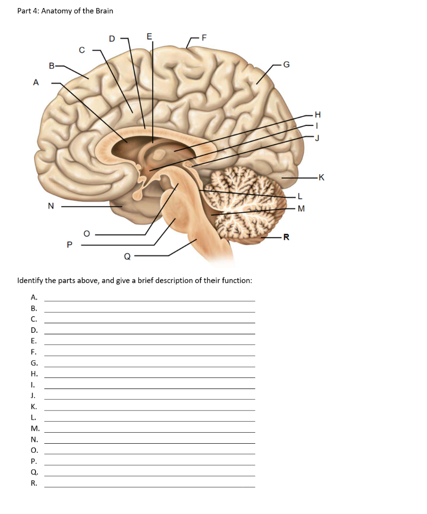 Solved Part 2: Anatomy of a Neuron Identify the parts above: | Chegg.com
