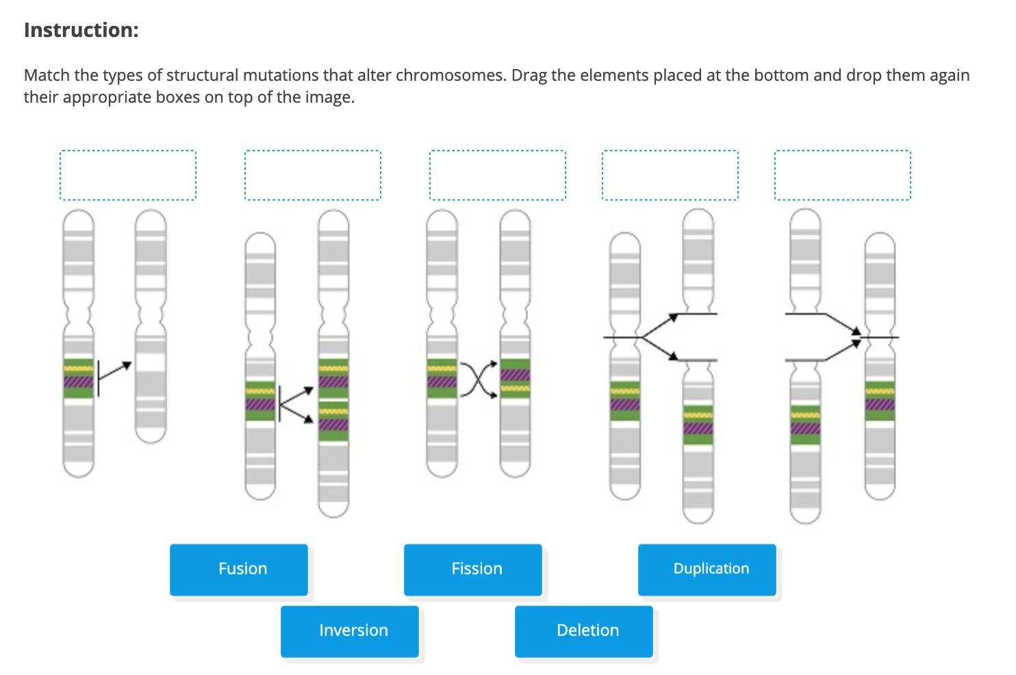 Solved Instruction Match the types of structural mutations