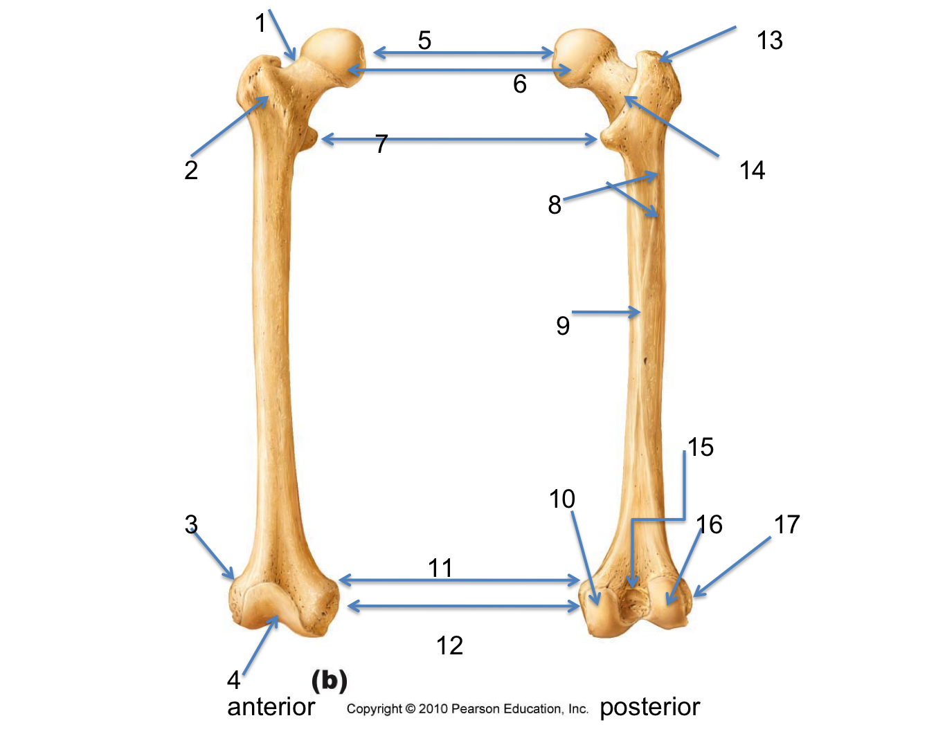 femur diagram unlabeled