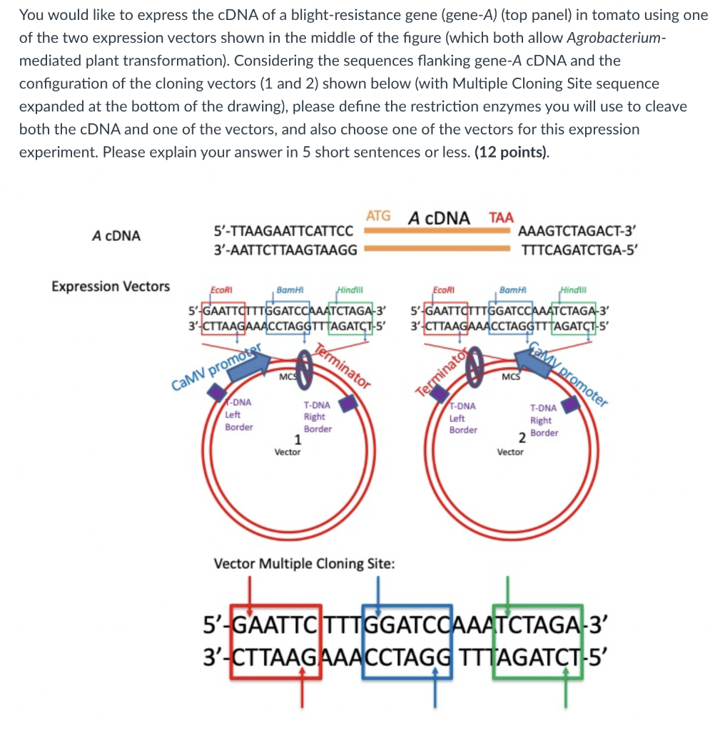 Solved You would like to express the cDNA of a | Chegg.com