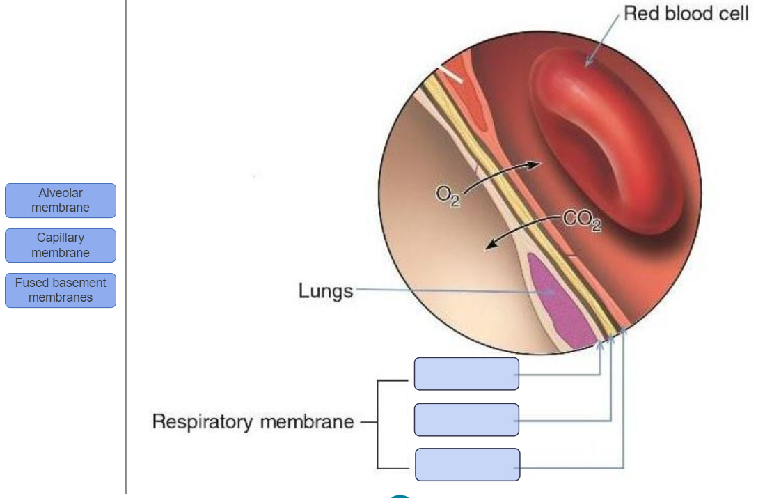 Solved Alveolar membrane Capillary membrane Fused basement