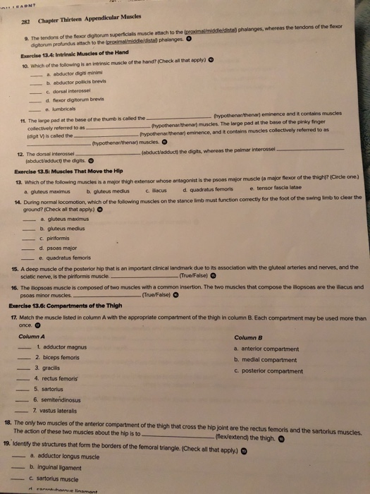 Solved 282 Chapter Thirteen Appendicular Muscles digitorum | Chegg.com