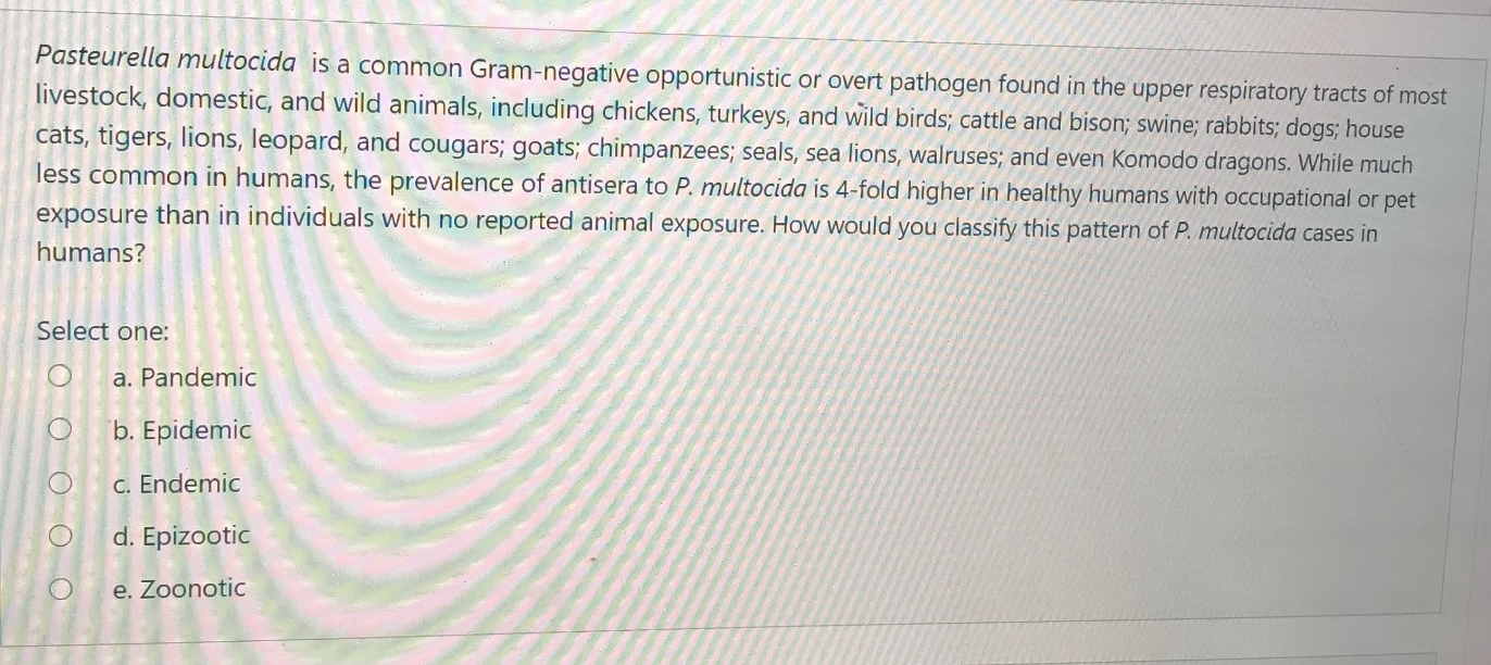 Solved Pasteurella multocida is a common Gram-negative | Chegg.com