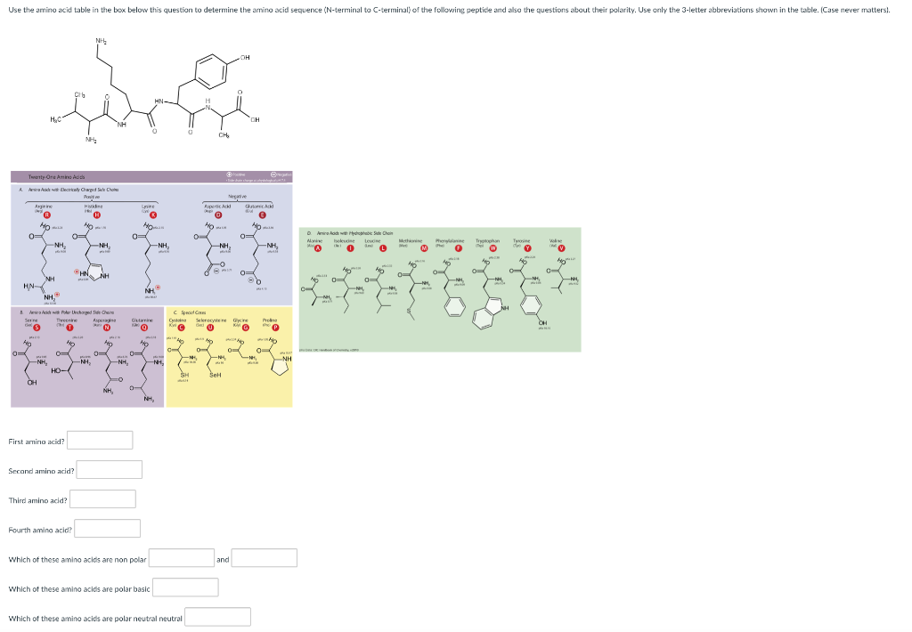 Solved Use the amino acid table in the box below this | Chegg.com