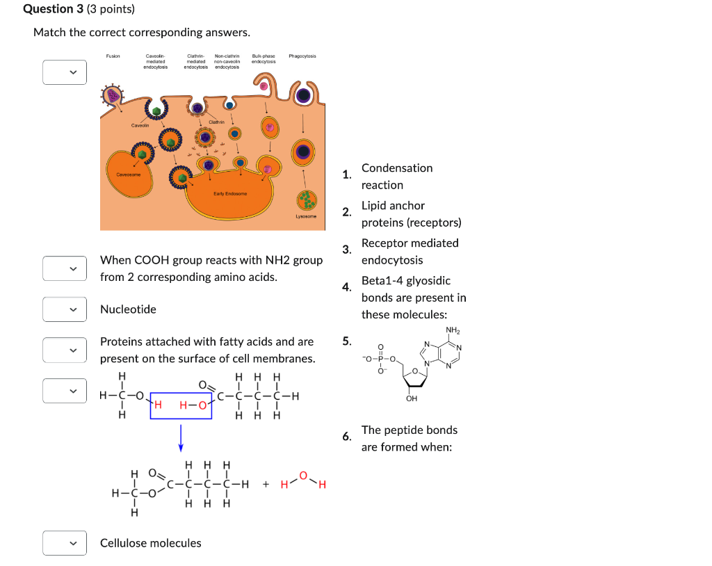 Match the correct corresponding answers.
1. Condensation reaction
2. Lipid anchor proteins (receptors)
3. Receptor mediated
W