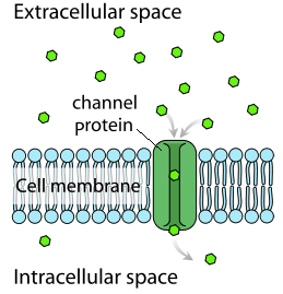 Solved What type of process is shown in the figure below? A) | Chegg.com