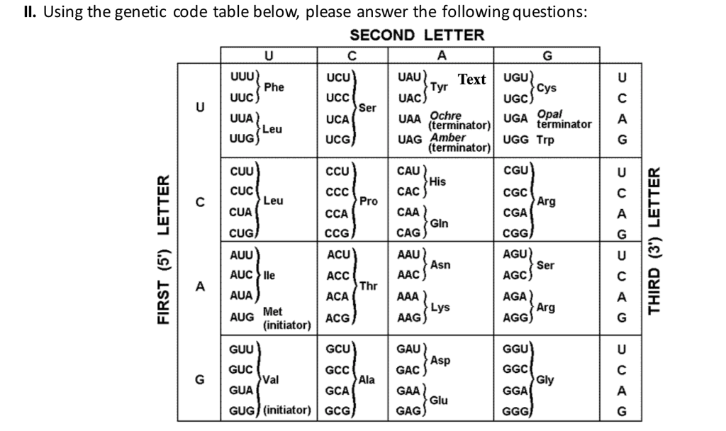 Solved 1. What is the correct order of enzyme action during | Chegg.com