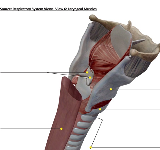 Solved Source: Respiratory System Views: View 6: Laryngeal | Chegg.com