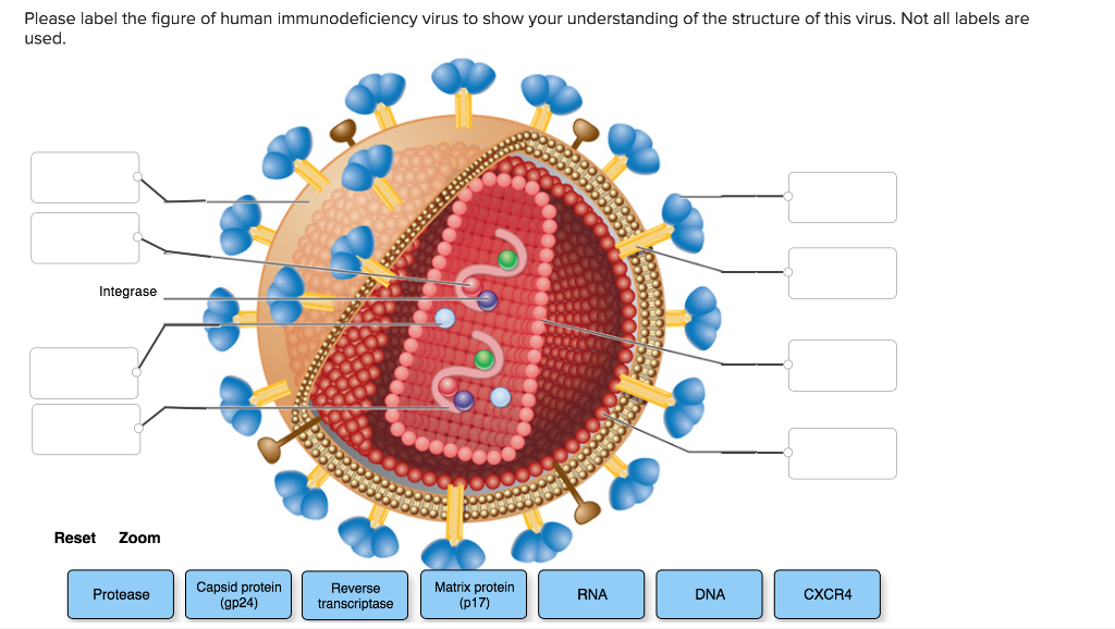 hiv virus model labeled