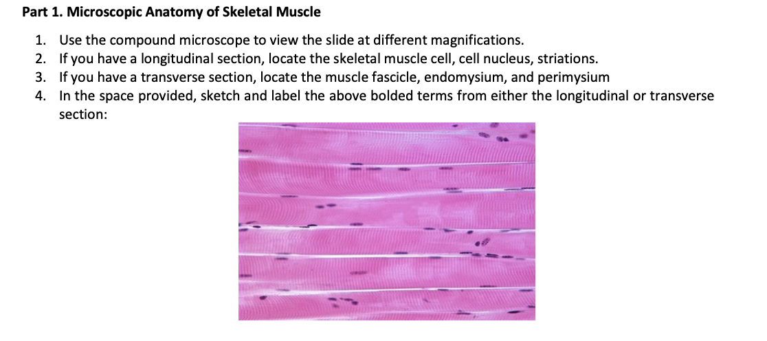 parts of skeletal muscle