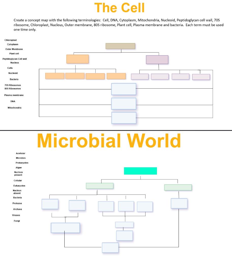 Create a concept map with the following terminologies: Cell, DNA, Cytoplasm, Mitochondria, Nucleoid, Peptidoglycan cell wall,