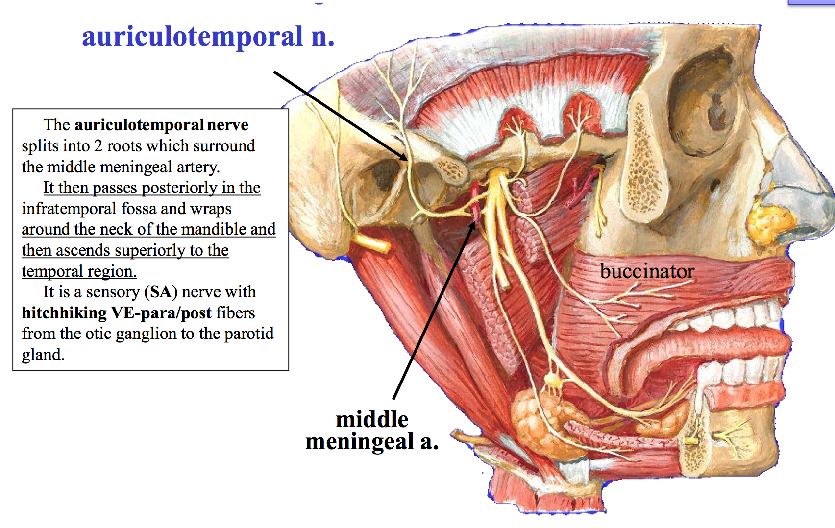 auriculotemporal nerve and middle meningeal artery