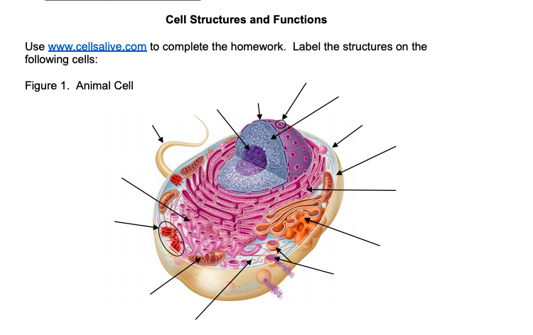 Cell Structures And Functions Use Www Cellsalive Com Chegg Com