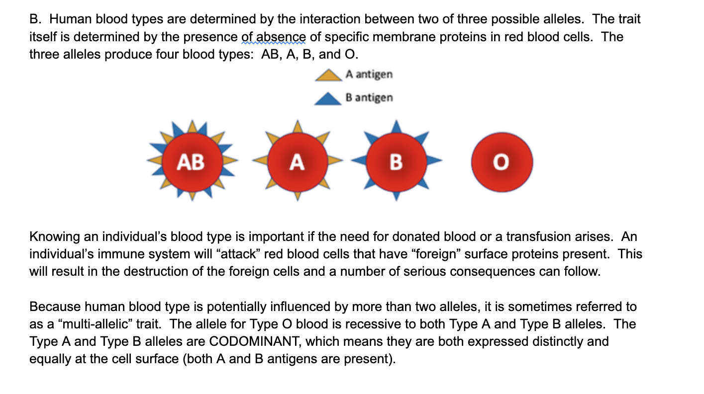 Solved B. Human Blood Types Are Determined By The | Chegg.com