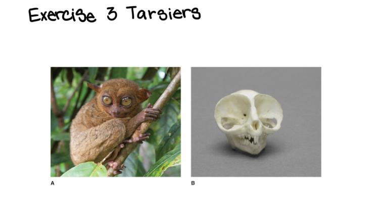 Exercise 3 Tarsiers
A