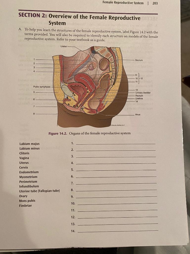 Solved 202 | Lab 14 SECTION 1: Structure of an Oocyte A. An | Chegg.com