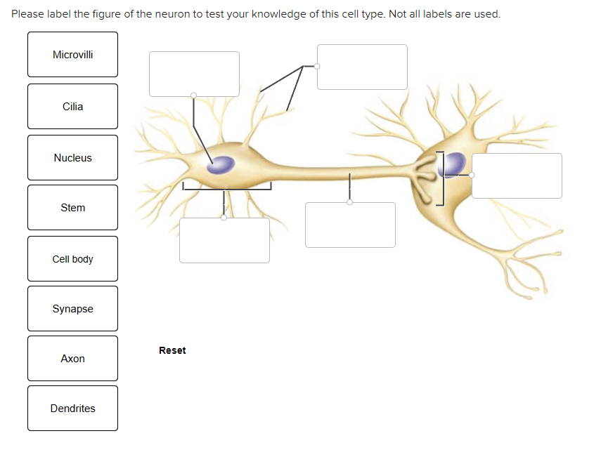 Solved Key Concept Activity: Anatomy of a Neuron Please | Chegg.com