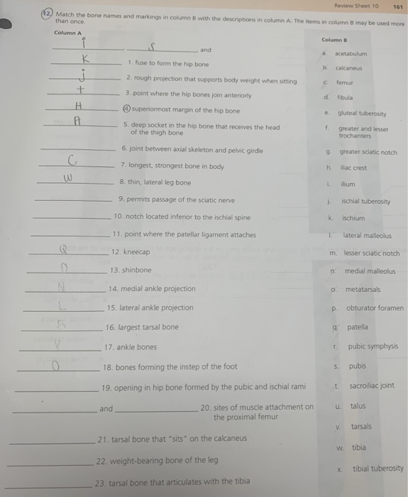 Solved Review Sheet 1016 (12) Match The Bone Names And | Chegg.com