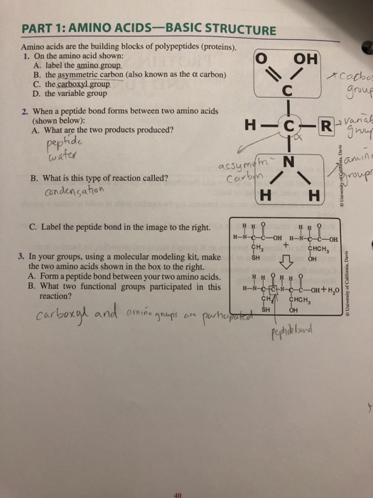 Solved PART 1: AMINO ACIDS-BASIC STRUCTURE Amino acids are | Chegg.com