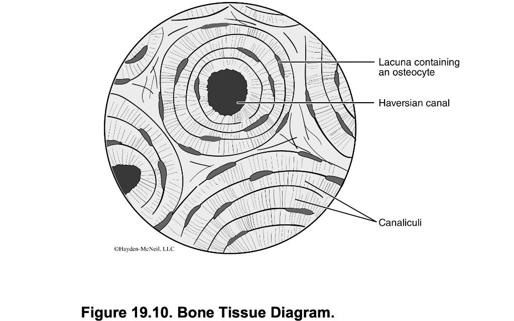 bone tissue labeled