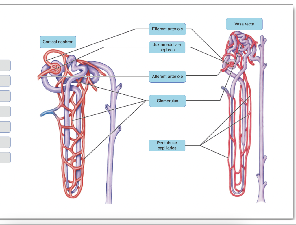 function of vasa recta