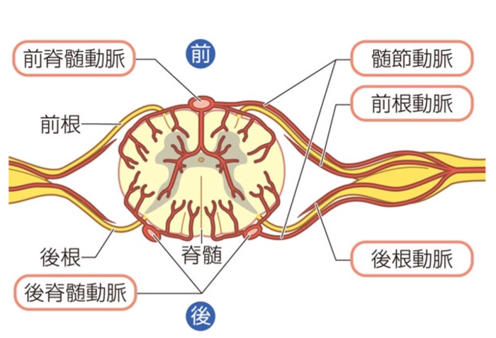 神経 Flashcards Chegg Com