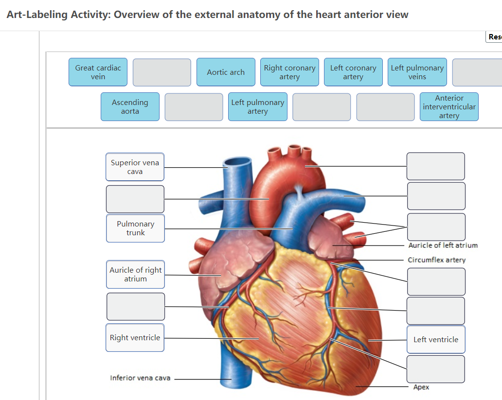 external heart anatomy