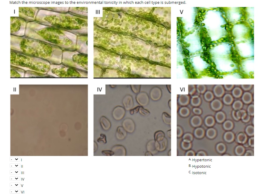 Solved In the video, you saw the human blood cells in 0% | Chegg.com