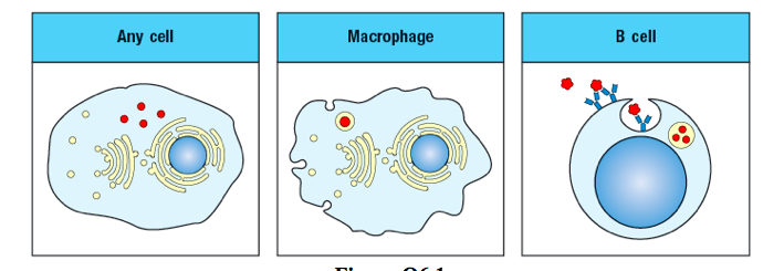 Solved Matching: The diagram in Figure Q6.1 shows a pathogen | Chegg.com