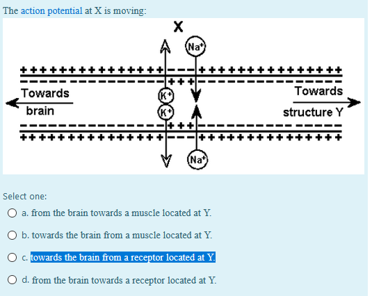 Solved The action potential at X is moving: х (Na+) +++ | Chegg.com