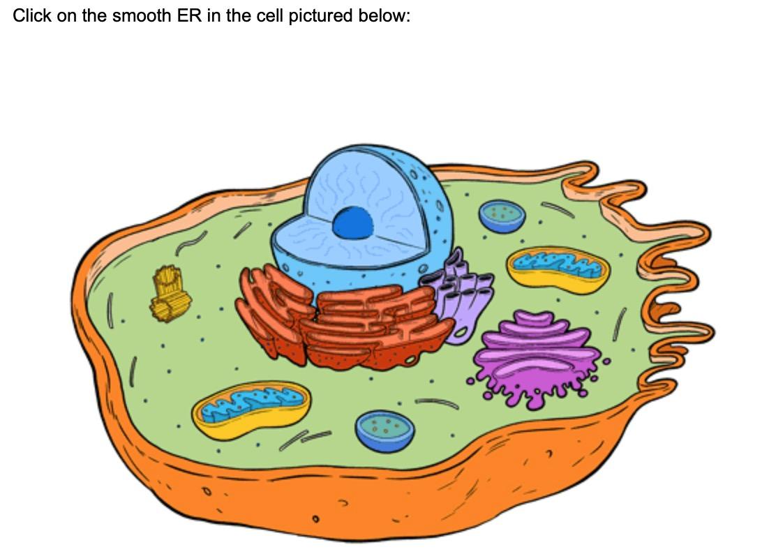Solved Click on the smooth ER in the cell pictured below: | Chegg.com