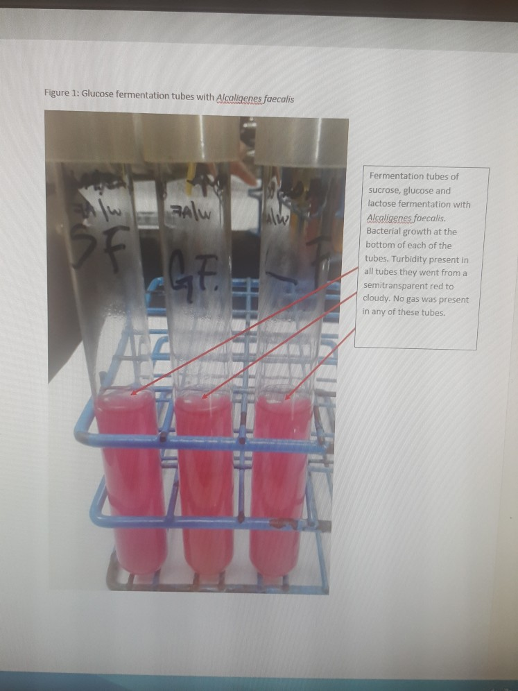 Solved Lab 14 Fermentation PURPOSE This lab was to
