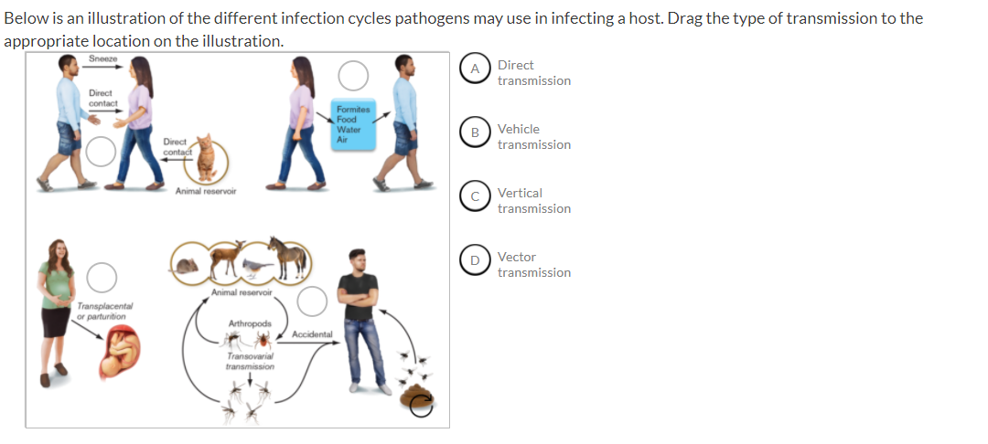 Solved Below is an illustration of the different infection | Chegg.com