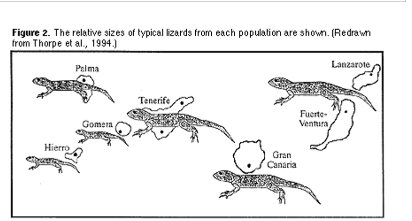 Solved PART III: PHYLOGENY BASED ON MORPHOLOGY Study the | Chegg.com