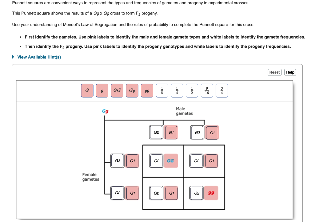 Solved Punnett Squares Are Convenient Ways To Represent The | Chegg.com