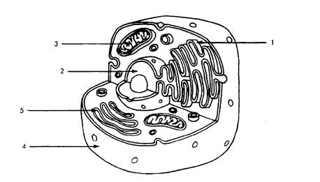 Solved Label , , , and from this word pool: membrane, | Chegg.com