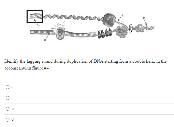 Solved cene Identify the lagging strand during duplication | Chegg.com