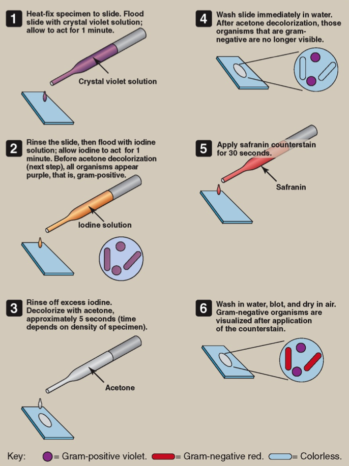 Solved Review the steps of the Gram staining technique