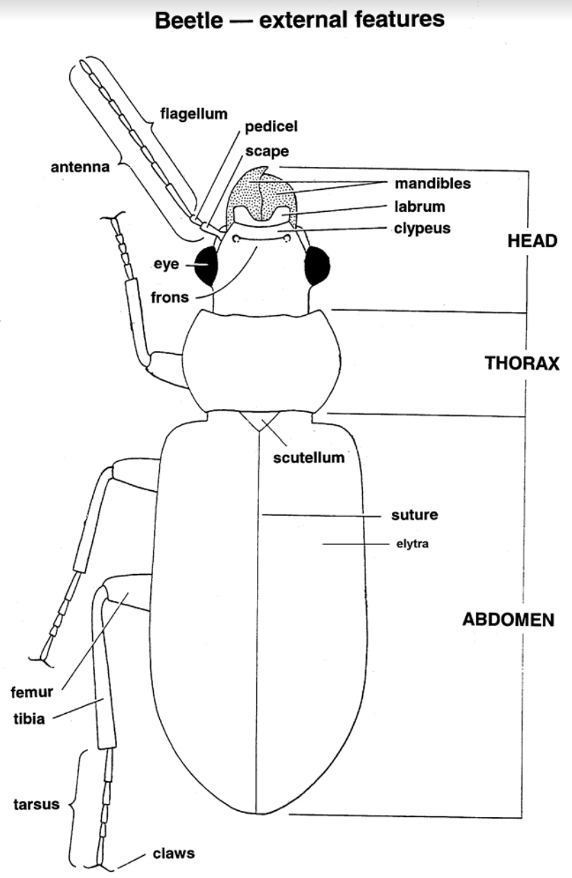 whirligig beetle diagram