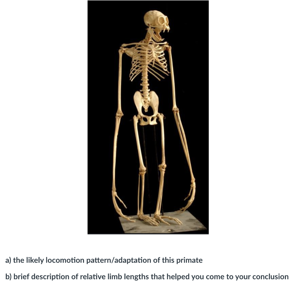a) the likely locomotion pattern/adaptation of this | Chegg.com