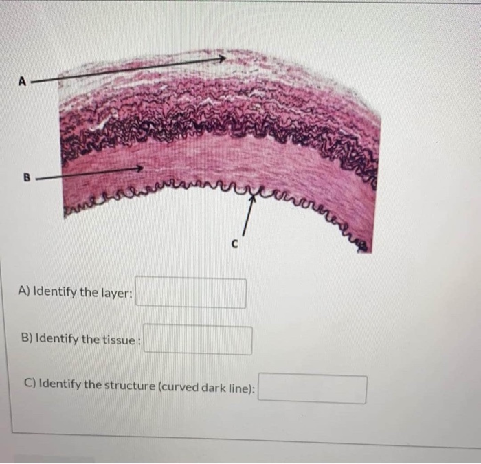 Solved A С B Con A) Identify The Structure: B) Name The | Chegg.com