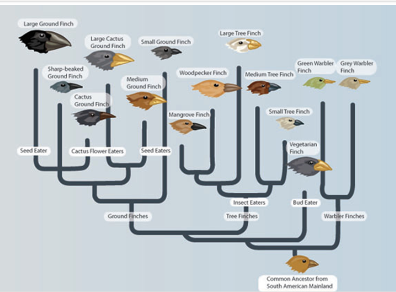 Solved Use the phylogenetic tree below to answer the | Chegg.com